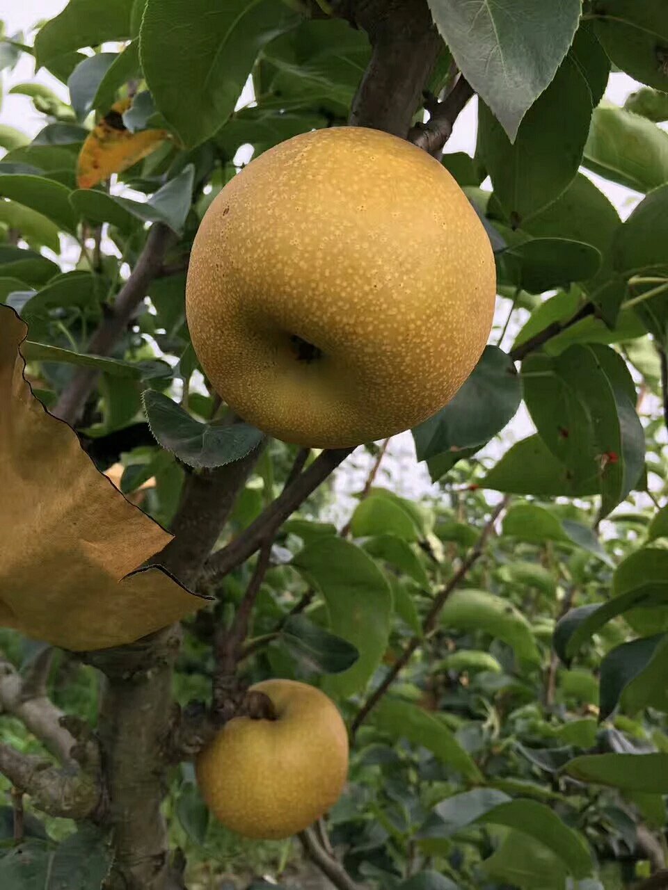 仓桥水晶梨【六只装包邮】○ 带言