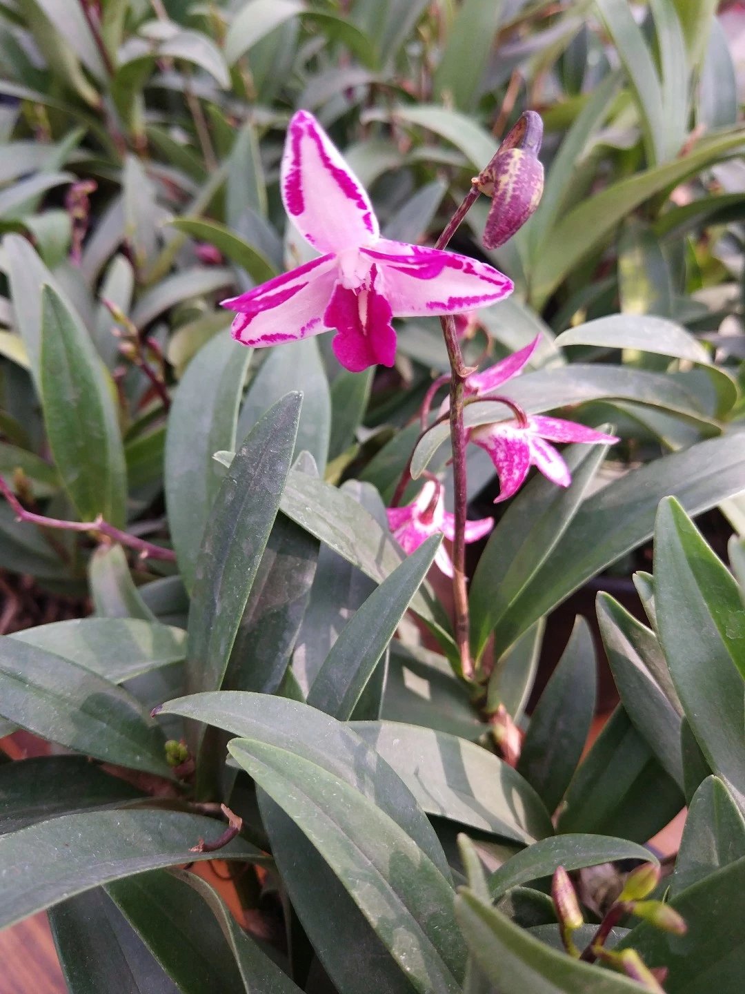 【包邮】新品澳洲石斛"覆轮紫蝶"9厘米盆带花发货,45元包邮.