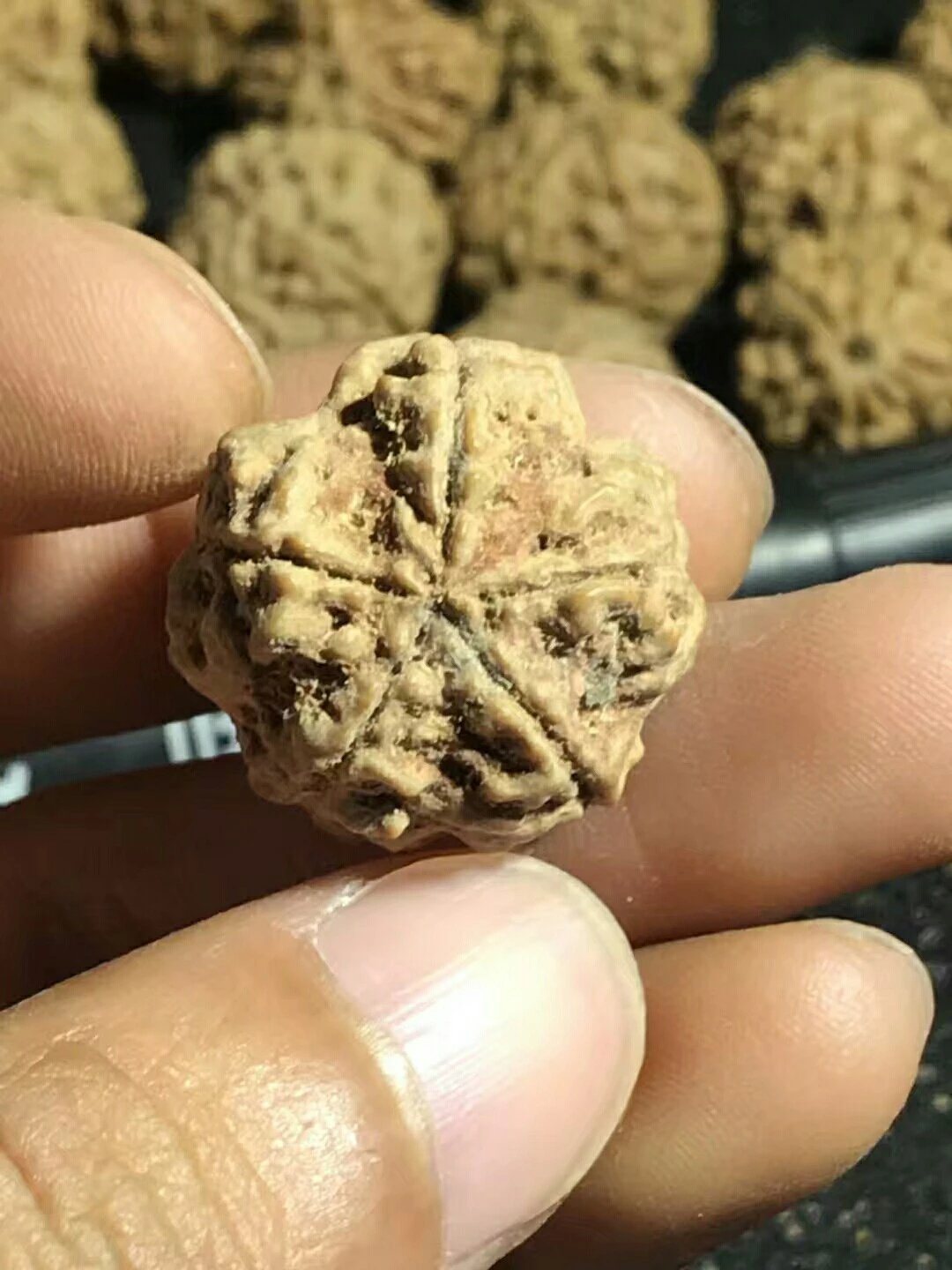 大金刚菩提 尺寸23桩高19 双龙爆肉大梅花