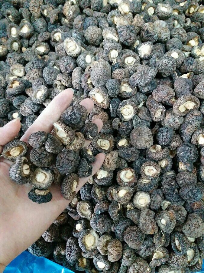 特级袖珍香菇2小时采摘500克