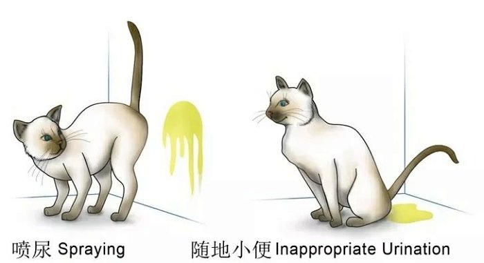 猫咪为什么要往墙上喷尿