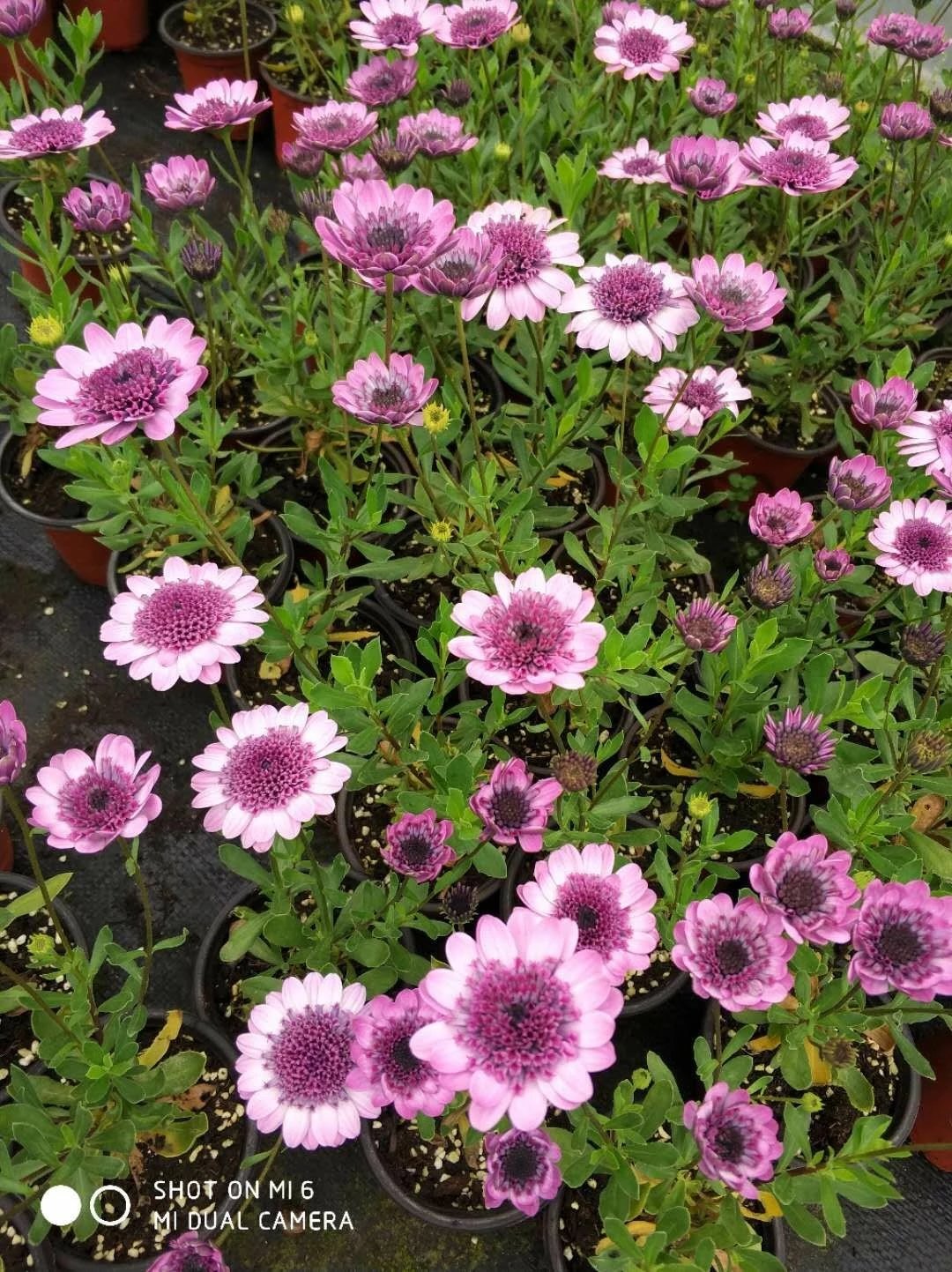 团购重瓣蓝目菊 2颗