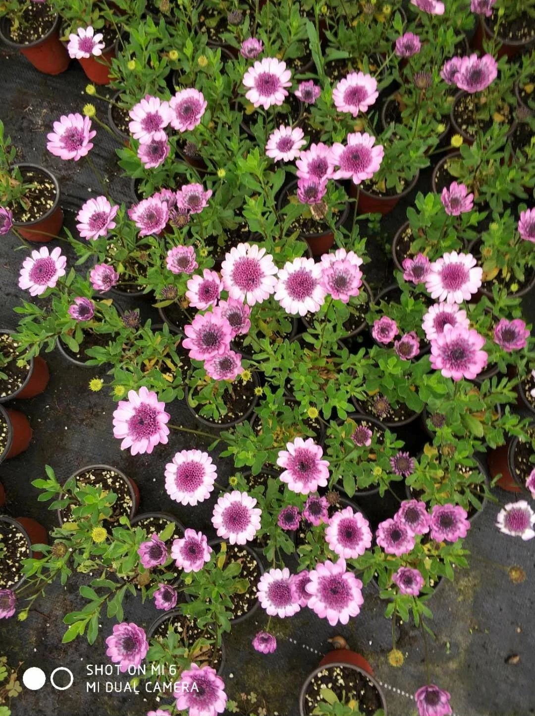 团购重瓣蓝目菊 2颗