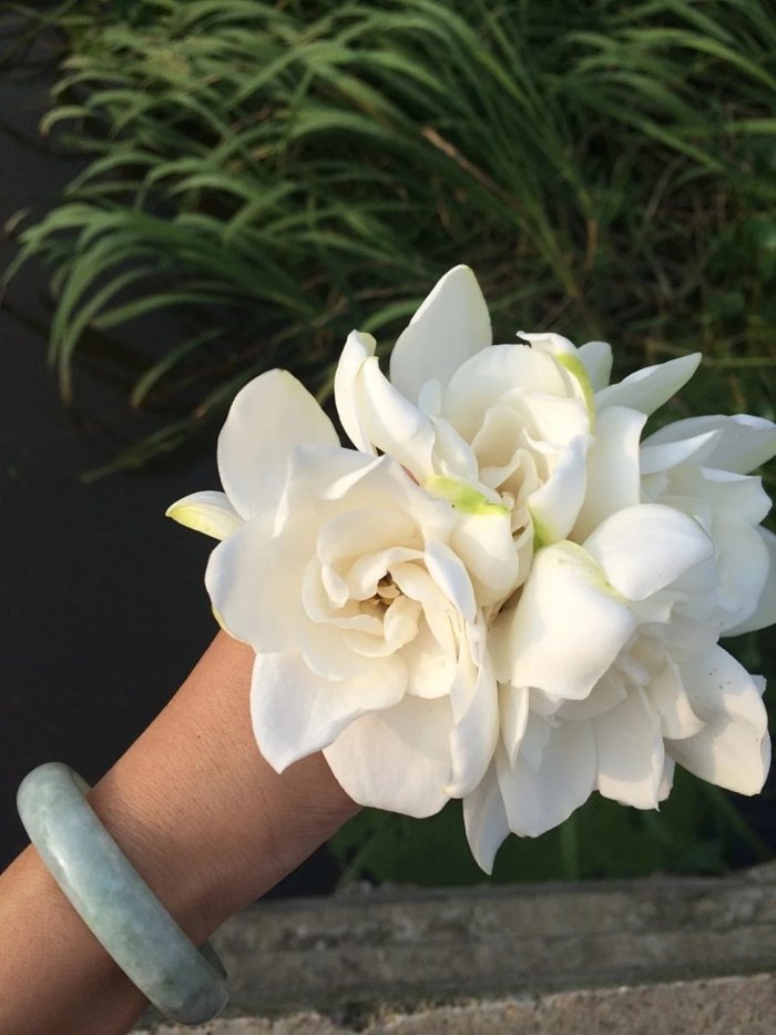 栀子花 初夏的味道 栀子花 初夏的味道