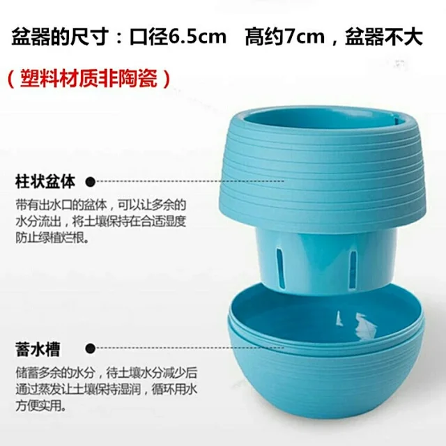 群生小米星钱串多肉植物盆栽花卉绿植