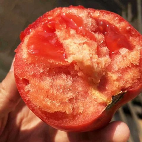沙瓤西红柿种植技术