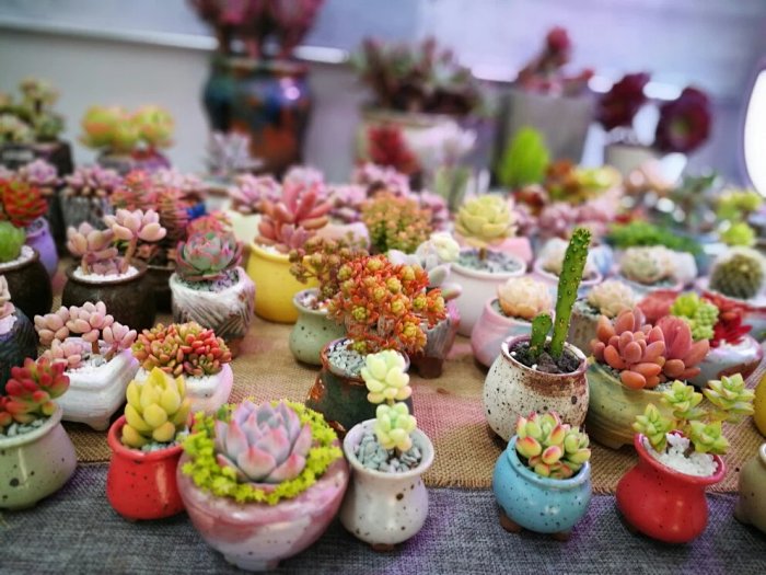 多肉植物该怎么安全度夏 多肉植物该怎么安全度夏