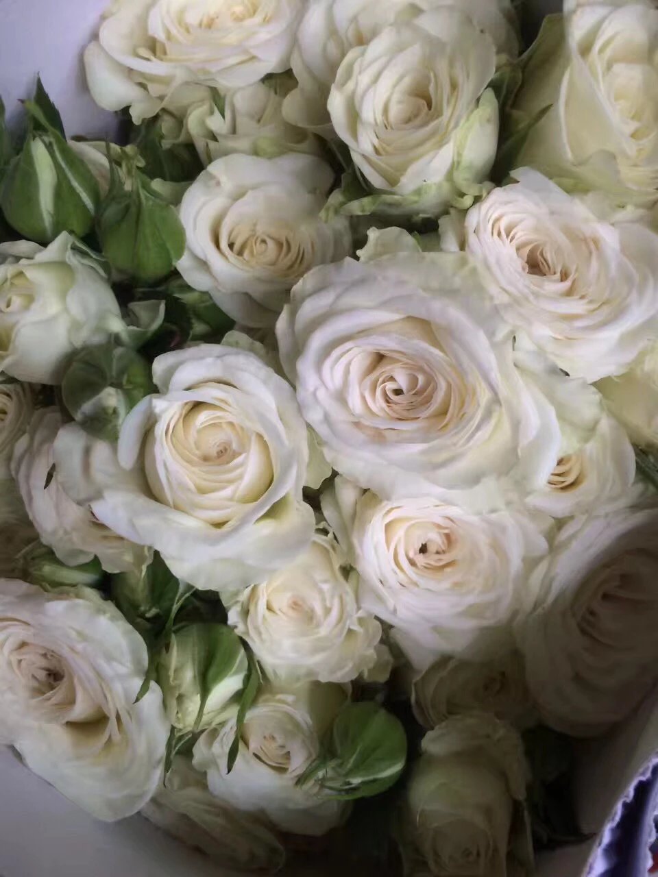 进口鲜花 荷冠玫瑰 肯尼亚玫瑰 厄瓜多尔满天星 南非花材 请咨询店主