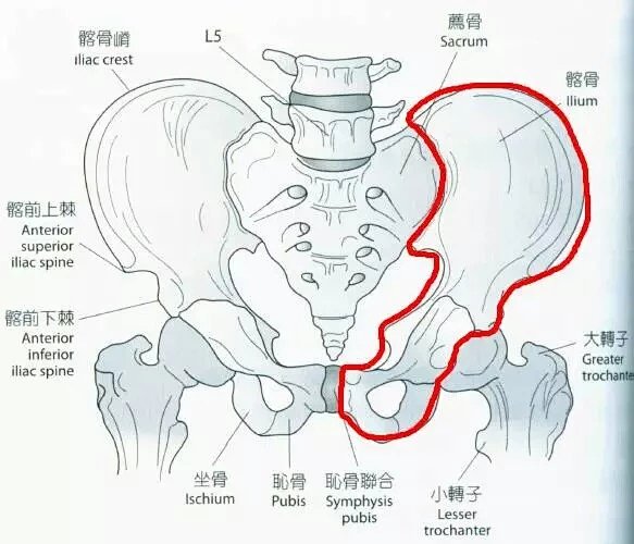 梨型身材应如何穿衣 一 浅析梨型身材