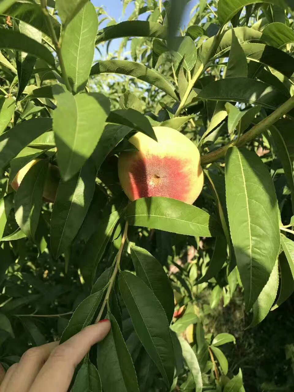 新疆瑞蟠八号,来自新疆天山脚下,喝天山雪水的蟠桃