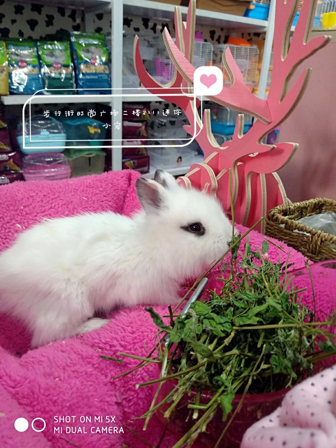 凤眼猫猫兔,黑眼圈,黑耳朵,萌的不要不要的,最讨人喜欢的凤眼猫猫宠物