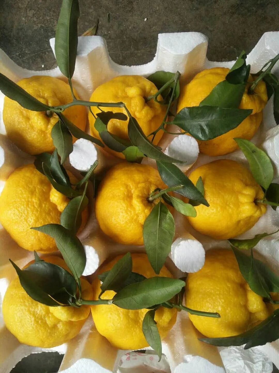 新品贵族柠檬不知火 8-12颗五斤56元 16-18颗九斤98元柠檬不知火走