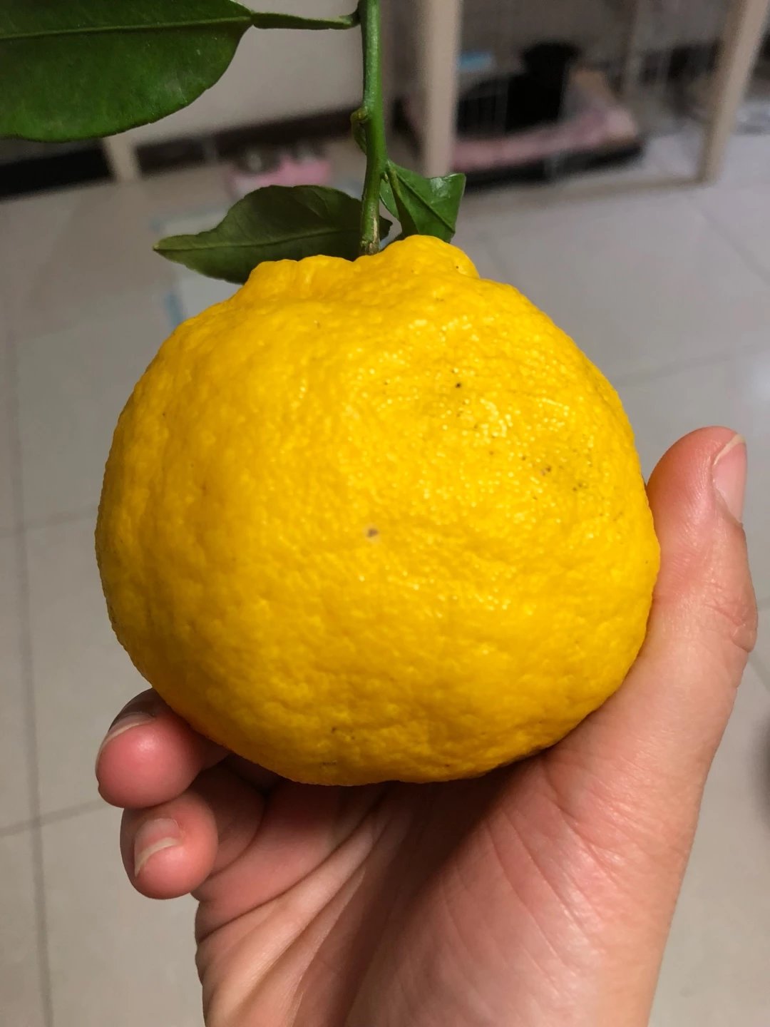 新品贵族柠檬不知火 8-12颗五斤56元 16-18颗九斤98元柠檬不知火走