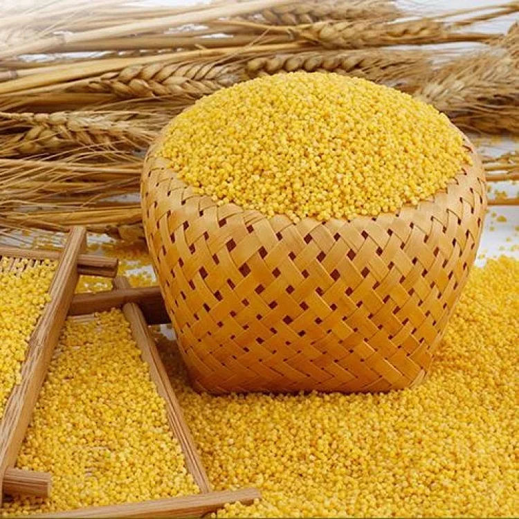 黄小米五谷杂粮小米粥食用小米农家月子米粗粮食吃小黄米新米 黄小米五谷杂粮小米粥食用小米农家月子米粗粮食吃小黄米新米