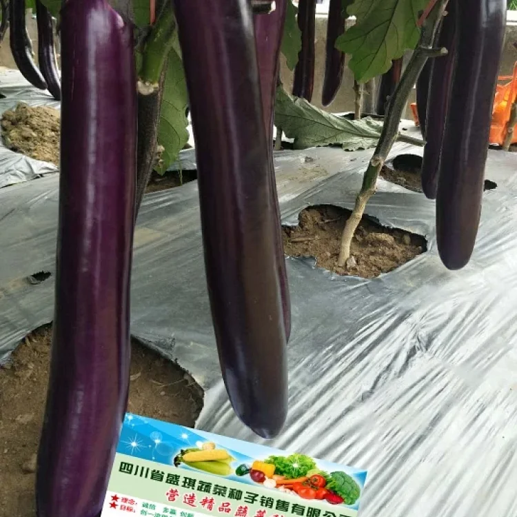 Sq红秀2号大棒茄子种子 高档紫红长茄子 杂交一代蔬菜种子紫红大仓茄子种子 Sq红秀2号大棒茄子种子 高档紫红长茄子 杂交一代蔬菜种子紫红大仓茄子种子