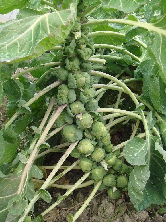 特色蔬菜孢子甘蓝栽培技术参考 特色蔬菜孢子甘蓝栽培技术参考
