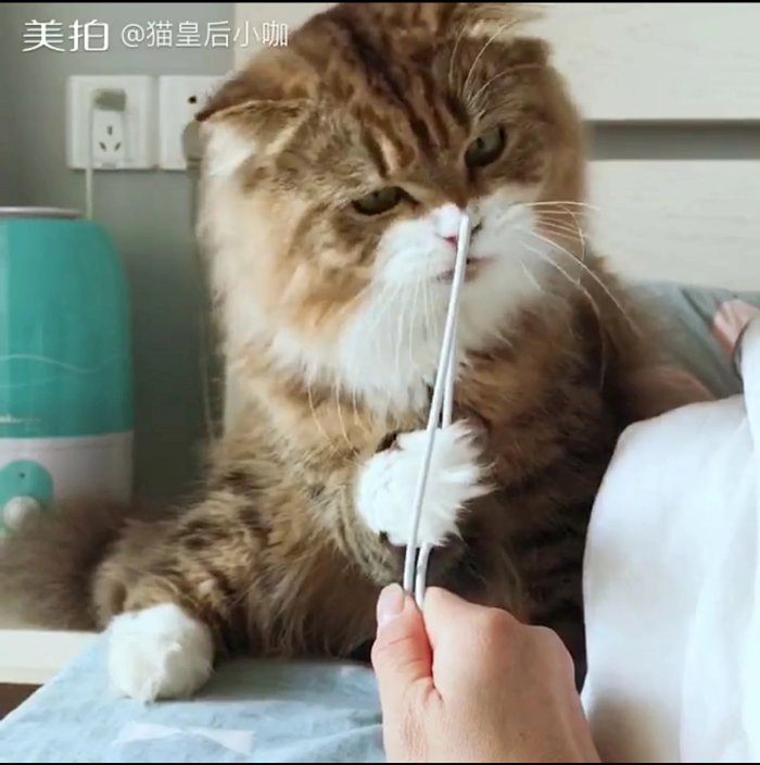 小松鼠的脱胎换骨 猫粮和猫咪毛发的关系