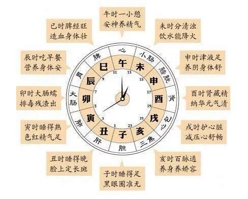 十二时辰和人体经络时表 人体十二经的走向画图