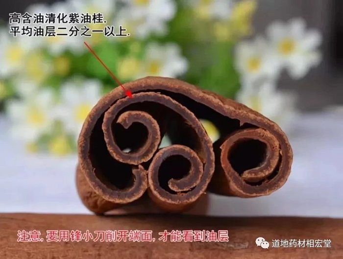 紫油桂 桂皮 肉桂 桂心这些看似我们平常都知道的东西 但您真的搞清楚了它们之间的关系了吗