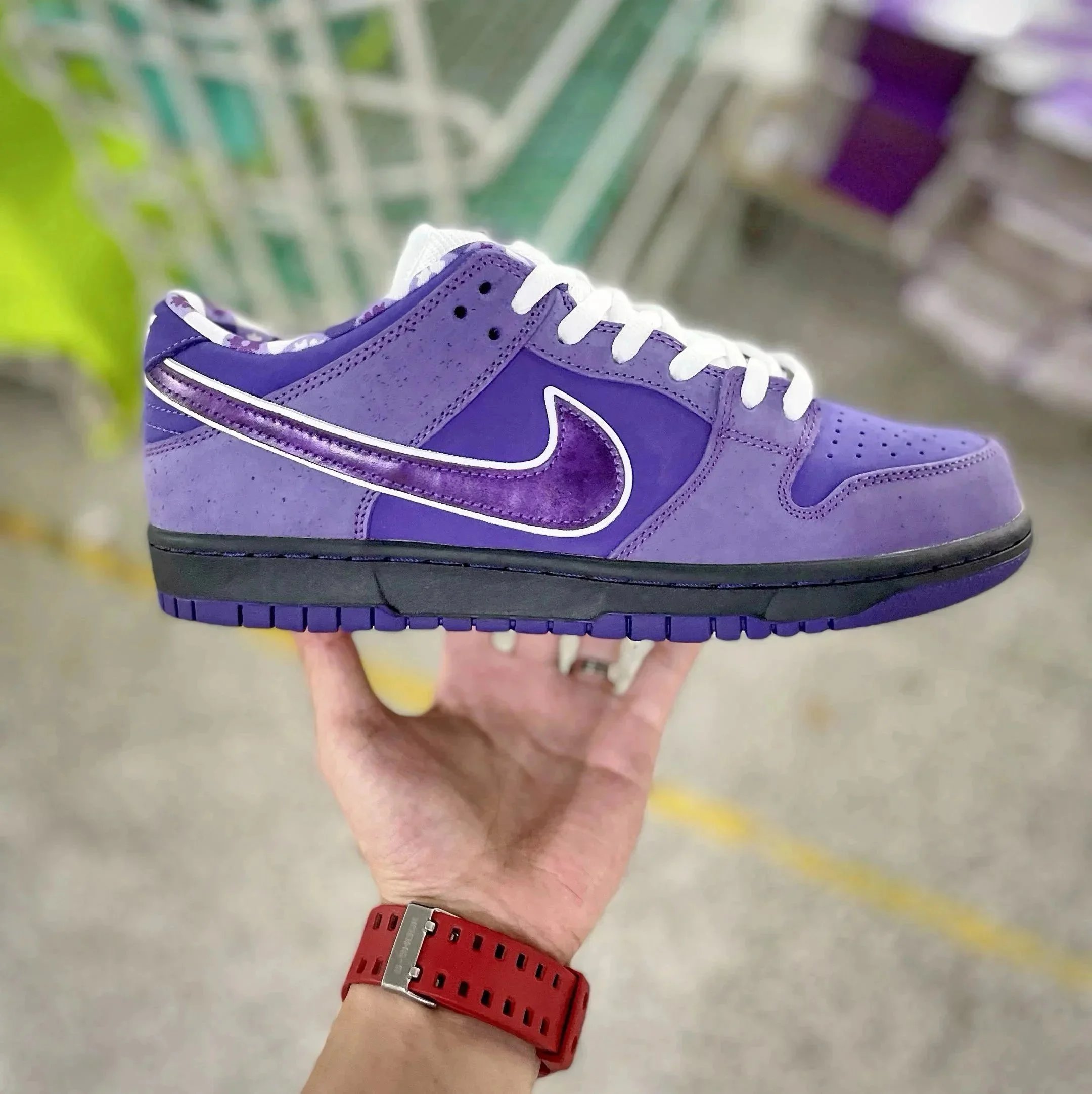 Purple Dragon BV1310 555