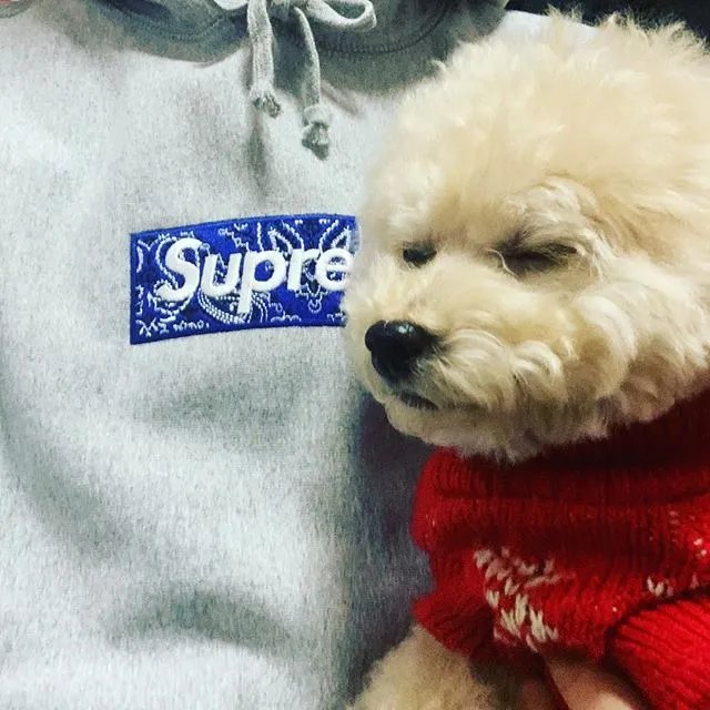 Supreme hoodie