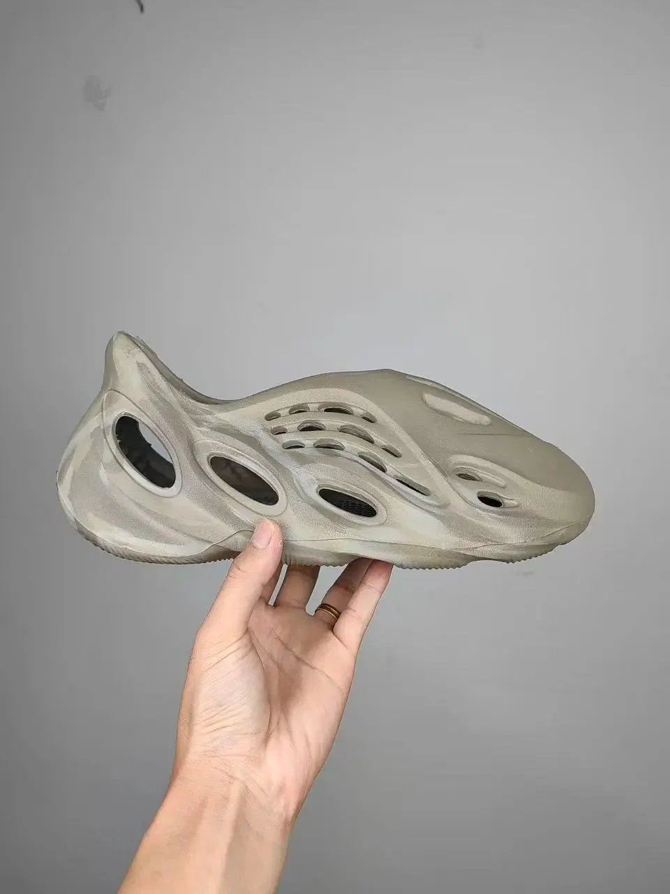 鼠尾草（GX4472）