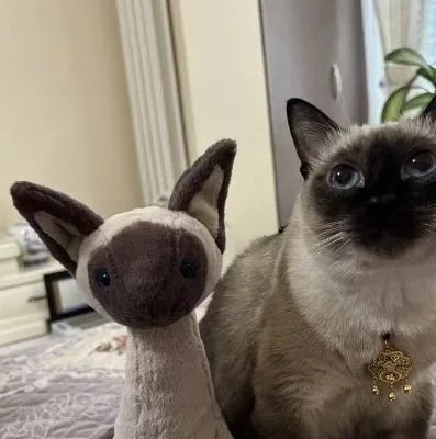 Siamese Cat (Shipment at End of Month） SKU image