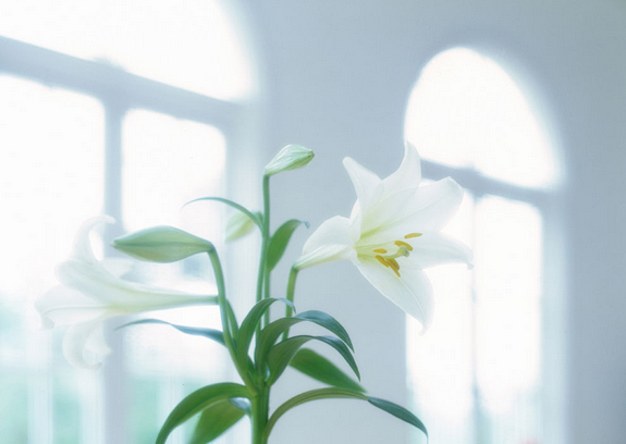 百合花语 百合花语