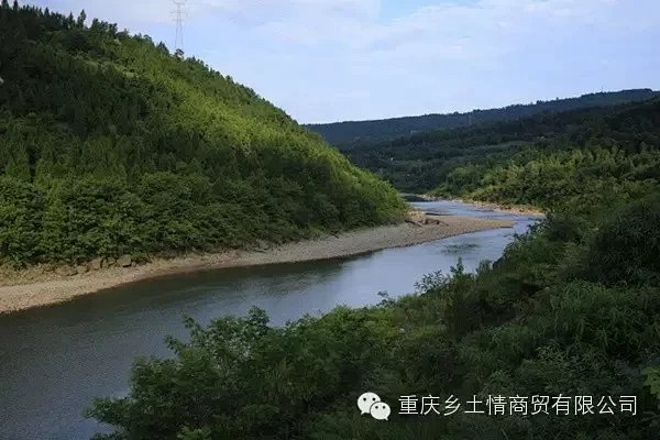 野生菌,野生蘑菇,野生山珍