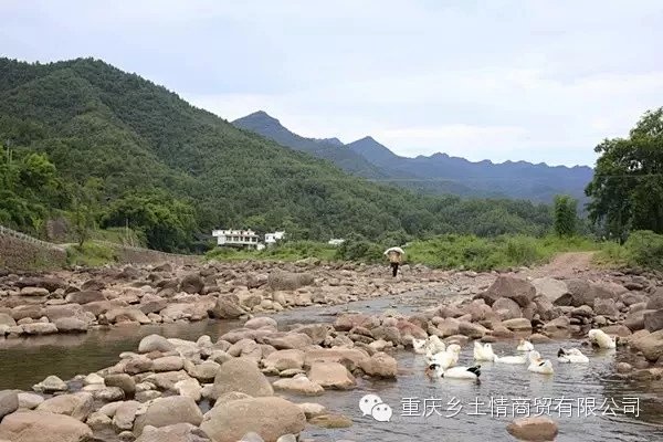 野生菌,野生蘑菇,野生山珍