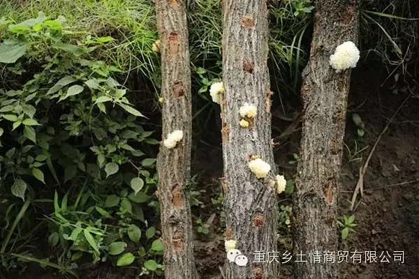 野生菌,野生蘑菇,野生山珍