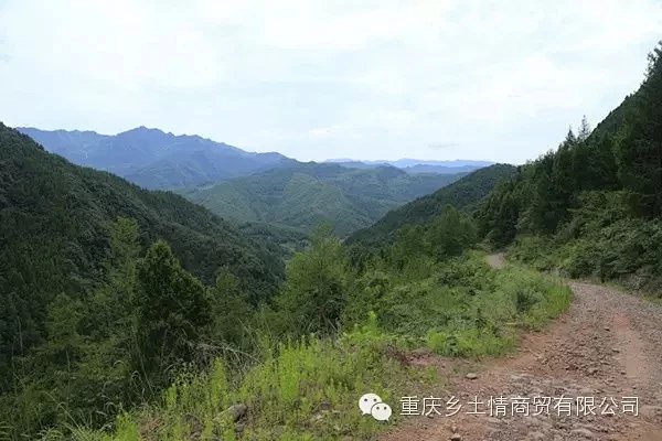 野生菌,野生蘑菇,野生山珍