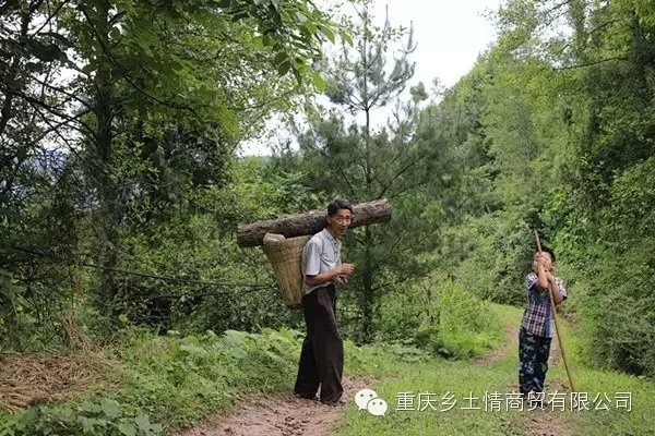 野生菌,野生蘑菇,野生山珍