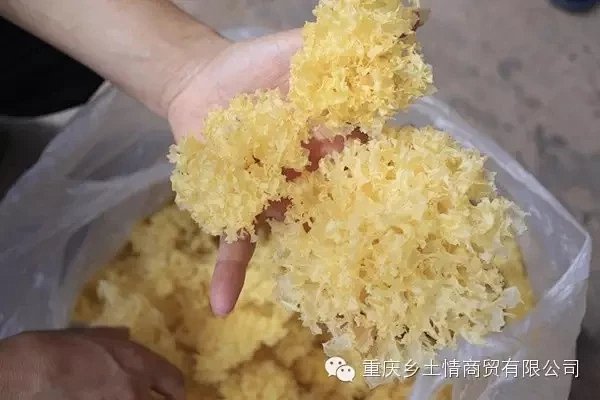 野生菌,野生蘑菇,野生山珍