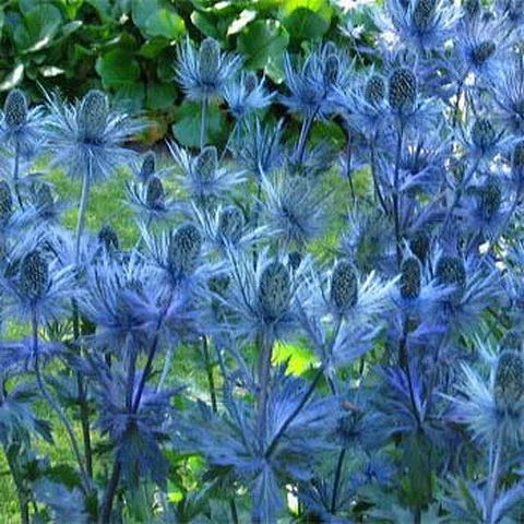 上新 花种子 高山海冬青 高山刺芹耐寒多年生落叶花卉eryngium Alpinum Superbum