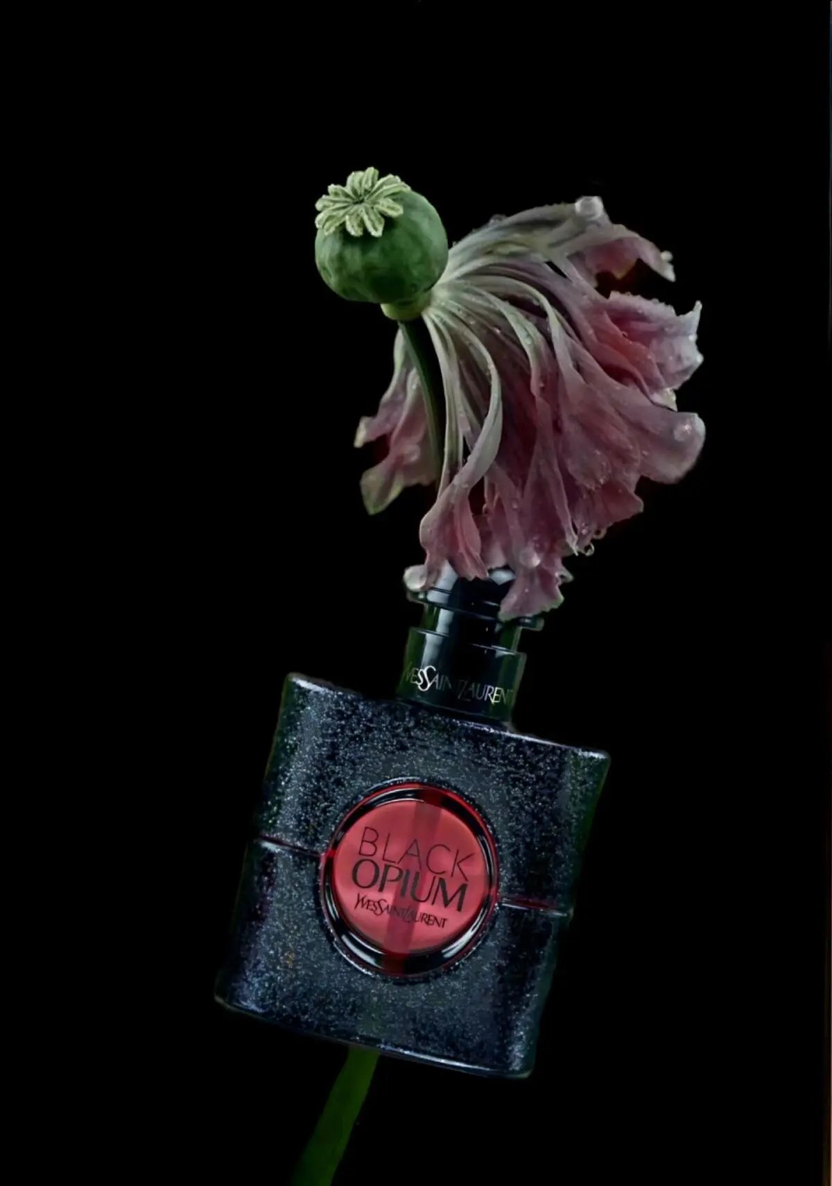 Delivery Black Opium 100ml