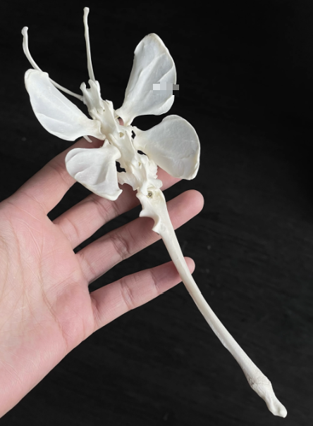 Ornaments-2 – QC photos preview | CnFans  | 7511852067