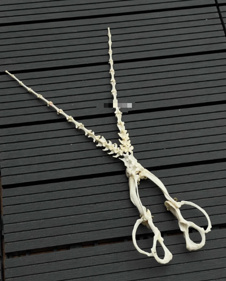 Ornaments-2 – QC photos preview | CnFans  | 7511852067