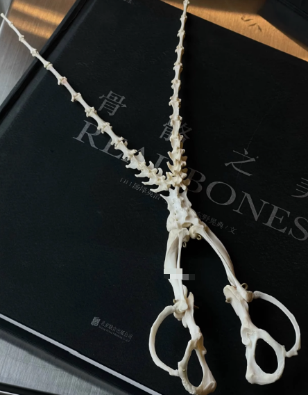 Ornaments-2 – QC photos preview | CnFans  | 7511852067