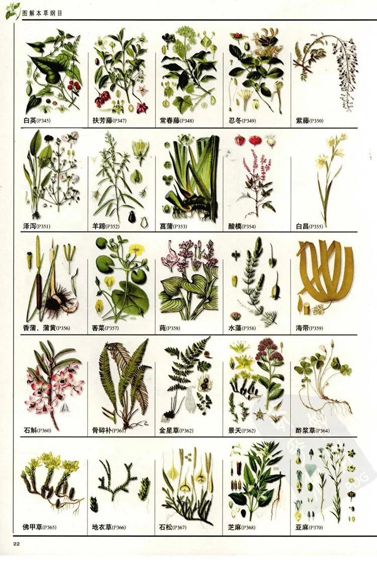 图解本草纲目插图3 图解本草纲目插图3