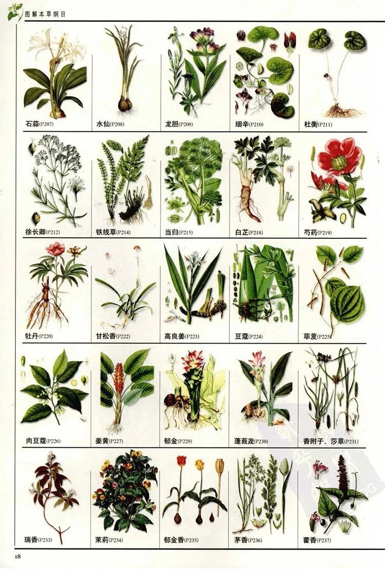 图解本草纲目插图2 图解本草纲目插图2