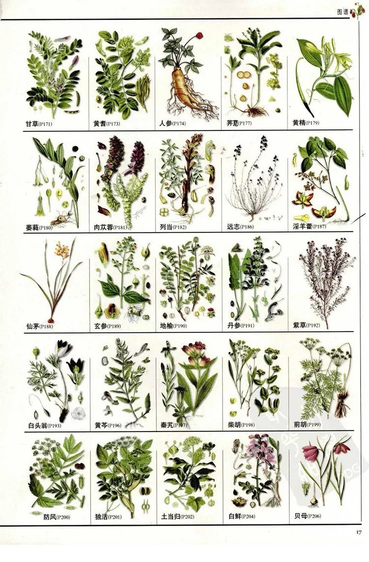 图解本草纲目插图1 图解本草纲目插图1
