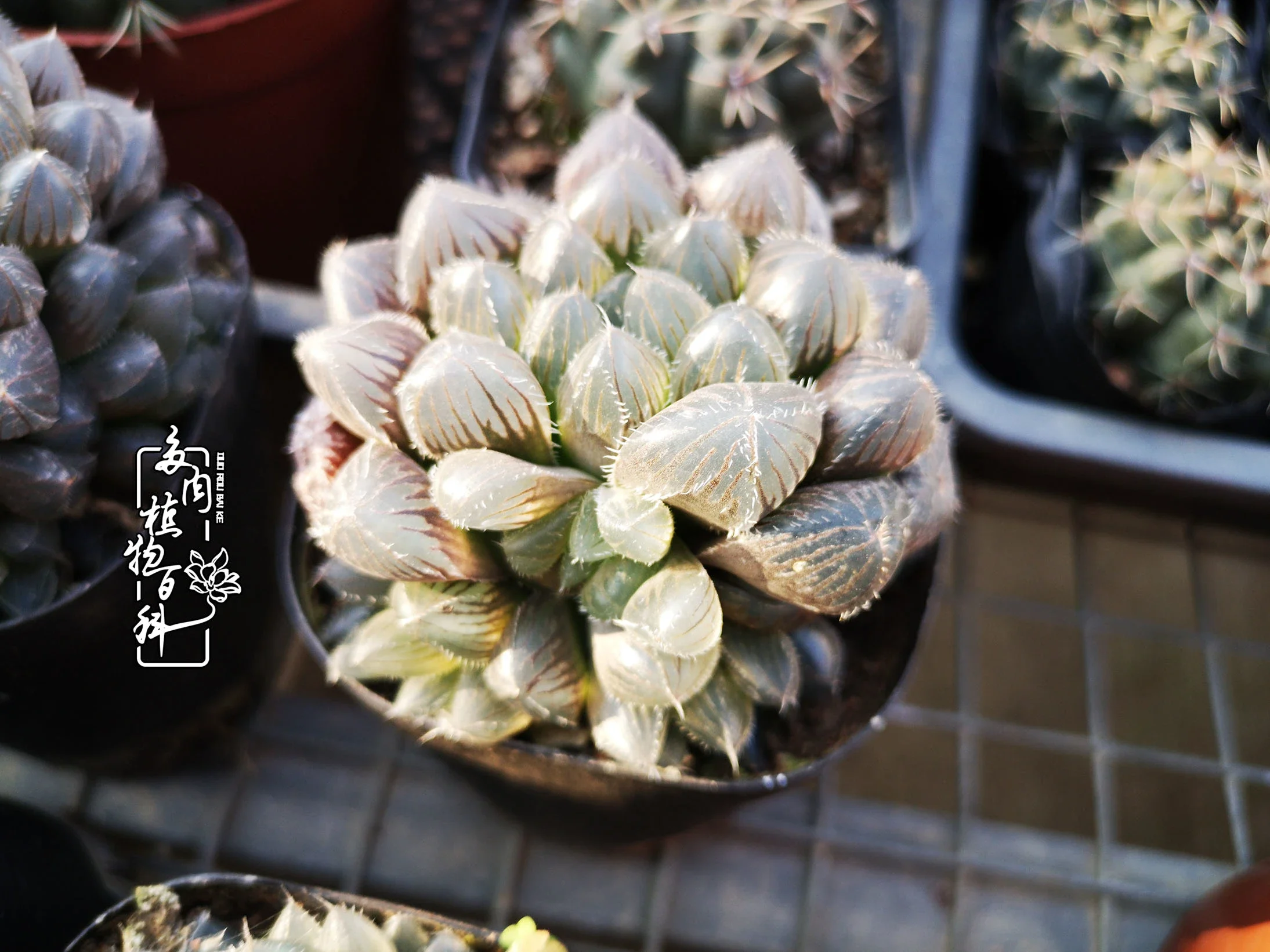 多肉植物 巨大赤线玉露 如图群生 约7 8cm左右随机发 窗面透亮且有光泽