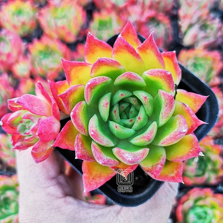 多肉植物 枫叶东云 东云系网红新品 实物如图 极致控养状态美 多肉植物 枫叶东云 东云系网红新品 实物如图 极致控养状态美