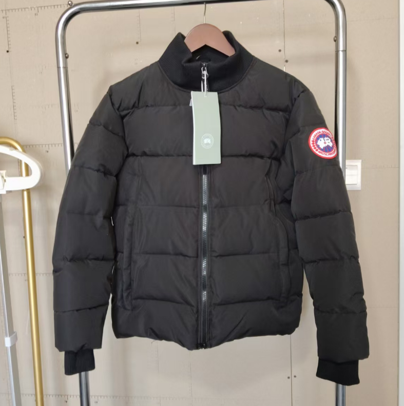 大鹅黑，无毛领