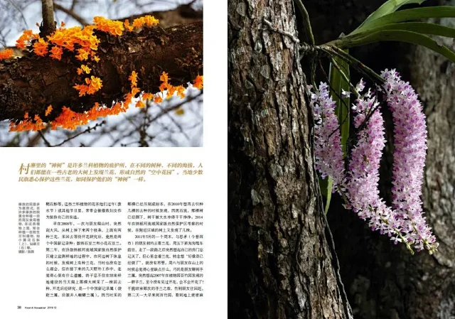 19年12期丨兰花中国 下