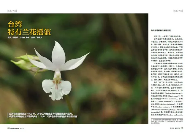 19年12期丨兰花中国 下