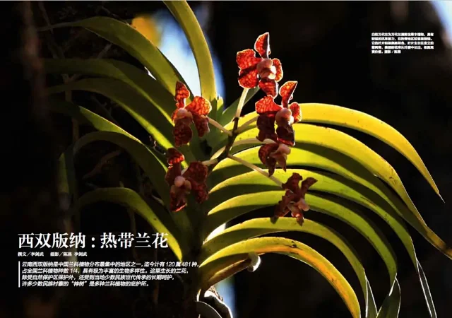 19年12期丨兰花中国 下