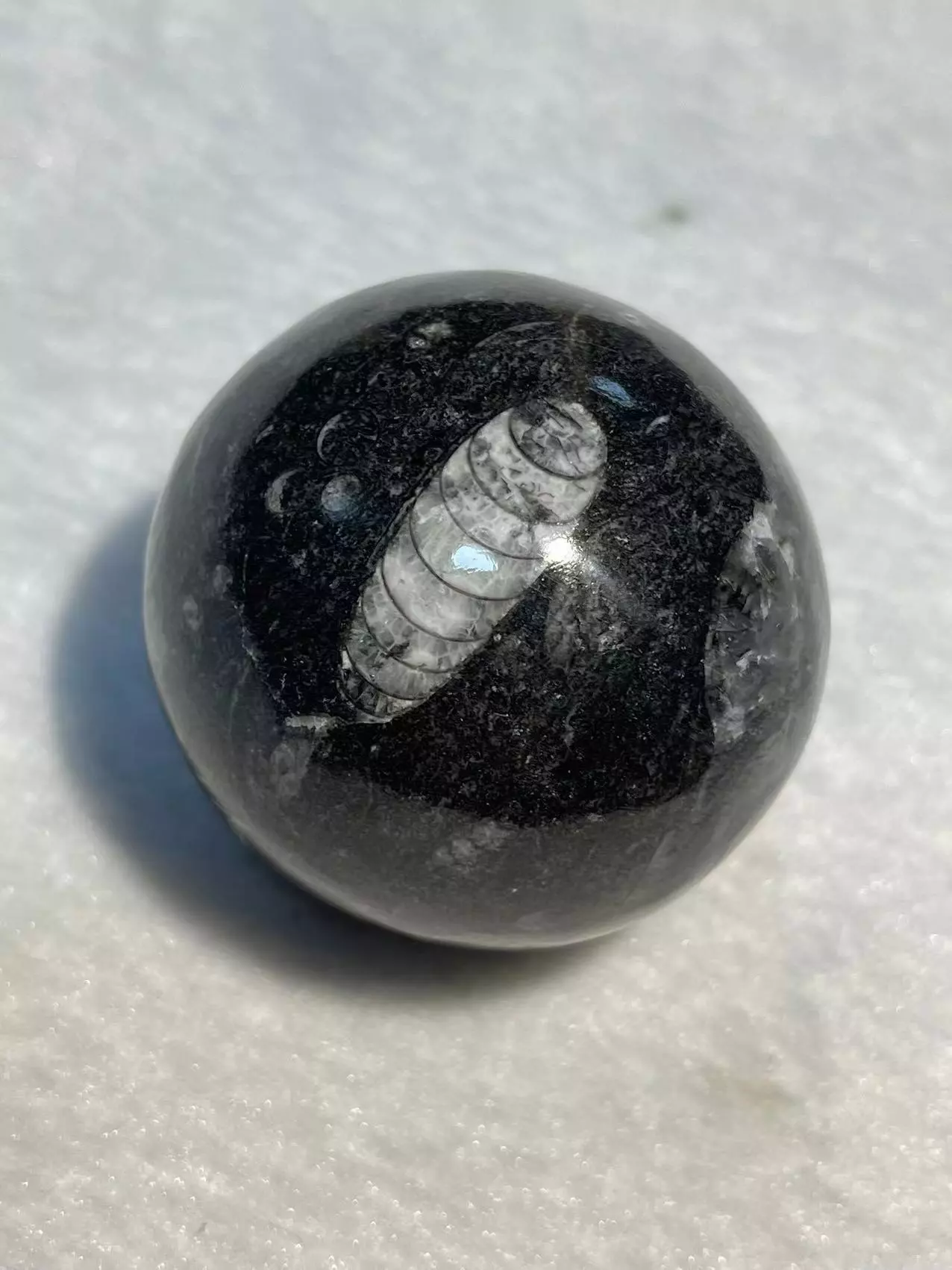 直角石化石（球形） 学名：直角石（orthoceras） 产地：欧洲 时代：距今4亿