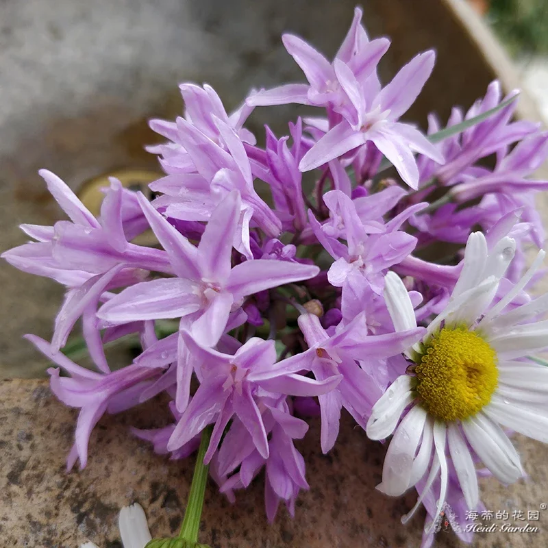 海蒂的花园紫娇花绿叶淡紫色花多年生耐热观赏草花境观叶观花盆栽植物